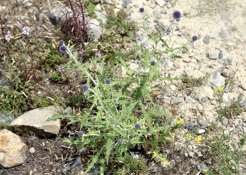 Echinops karatavicus photo 5