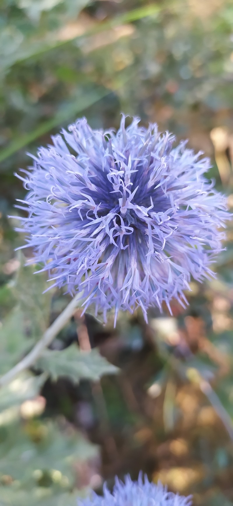 Echinops karatavicus photo 6