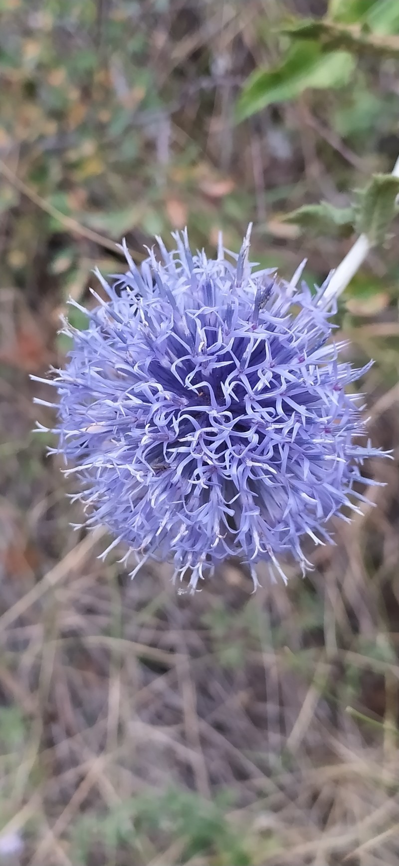 Echinops karatavicus photo 7