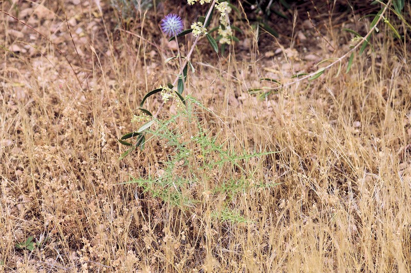 Echinops kazerunensis photo 2