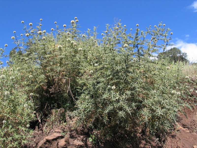 Echinops kebericho