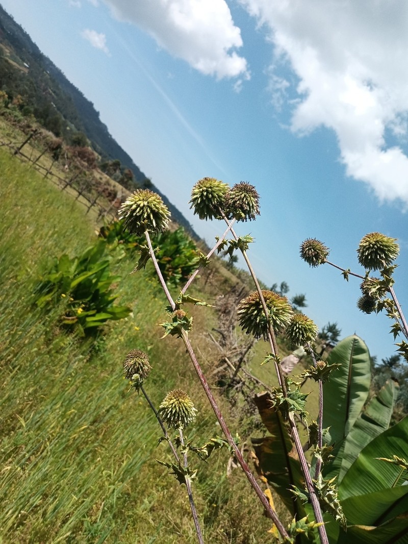Echinops kebericho photo 2