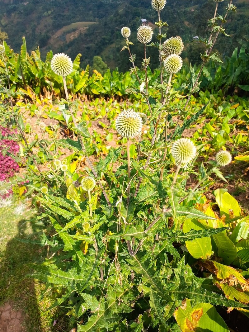 Echinops kebericho photo 4