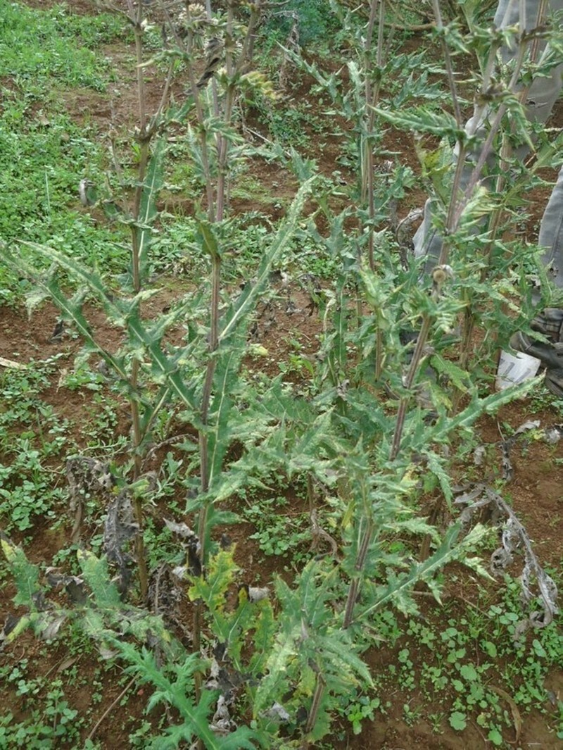 Echinops kebericho photo 5