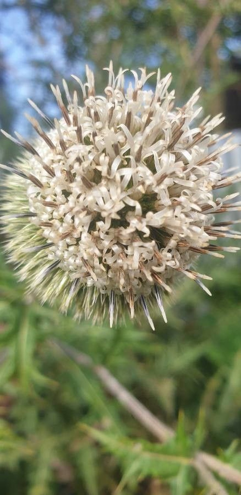 Echinops kebericho photo 7