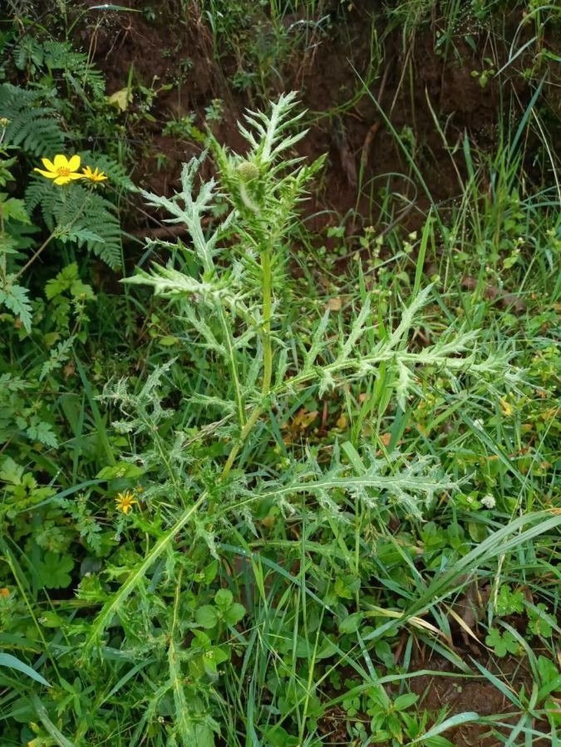 Echinops kebericho photo 8
