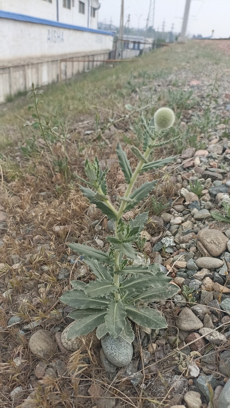 Echinops knorringianus