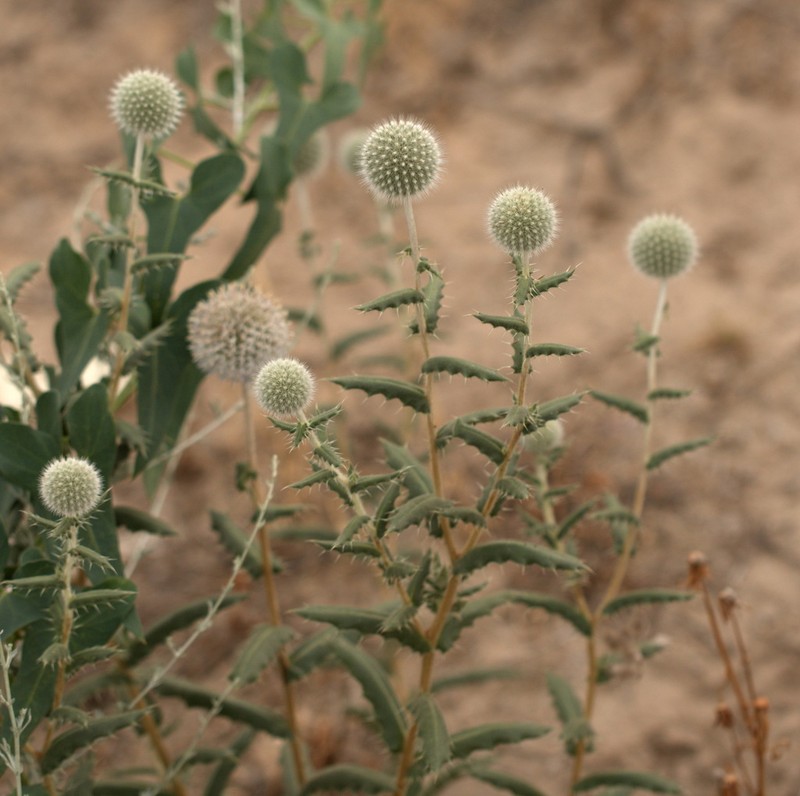Echinops knorringianus photo 2