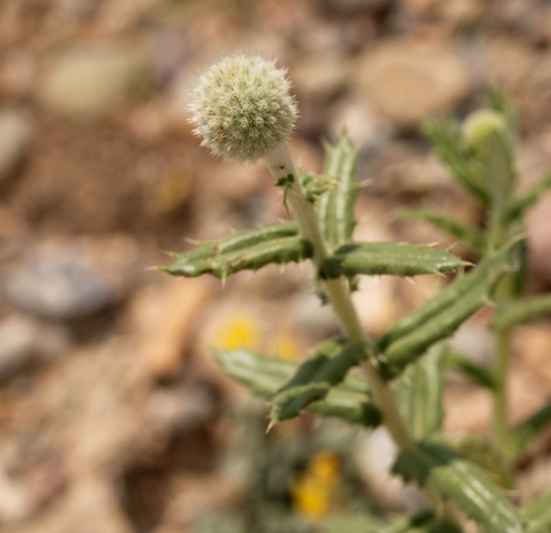 Echinops knorringianus photo 3