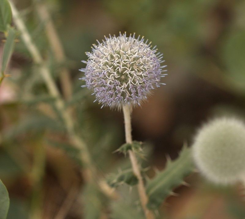 Echinops knorringianus photo 7