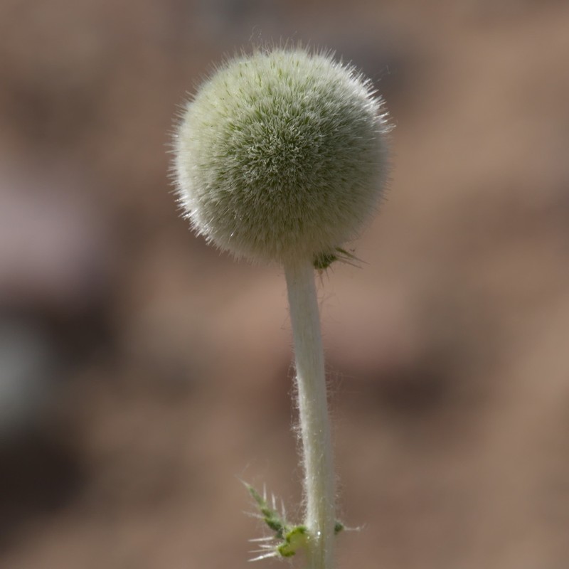 Echinops knorringianus photo 8