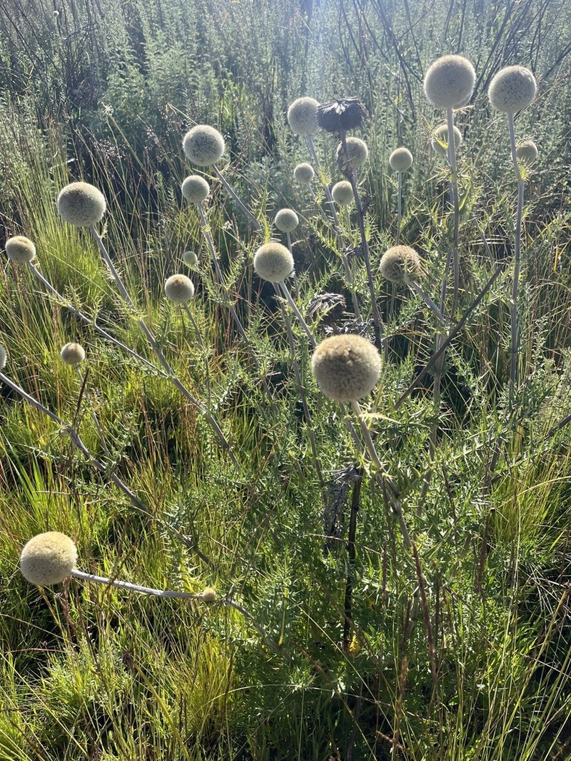 Echinops lanatus photo 2