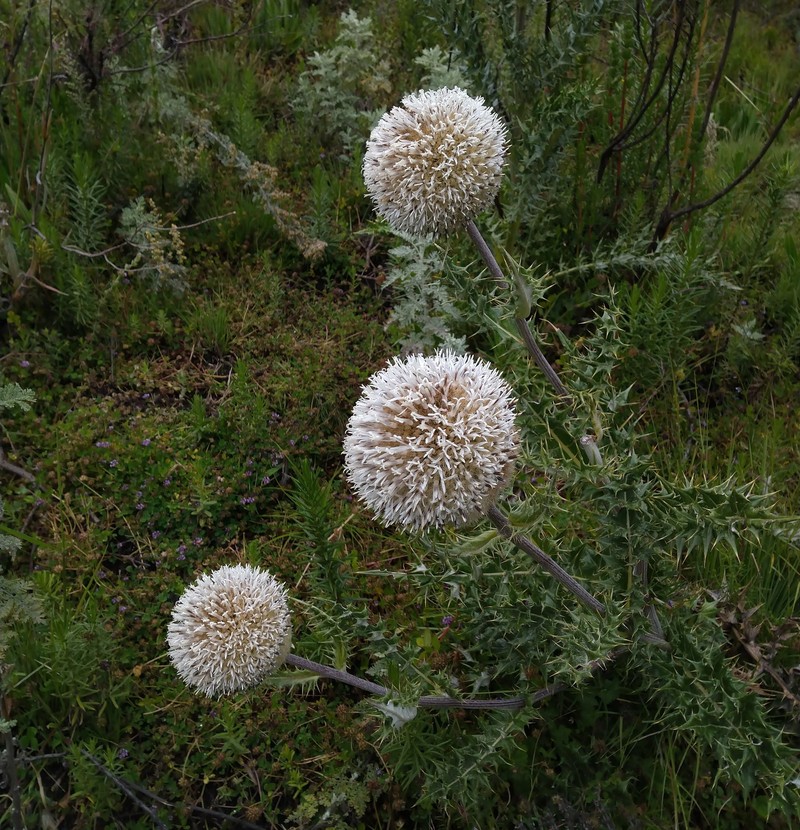 Echinops lanatus photo 4