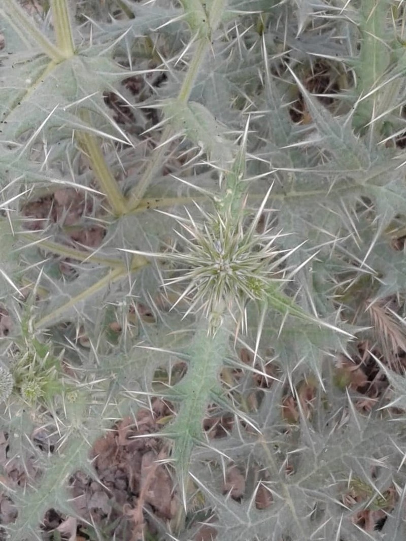 Echinops leiopolyceras