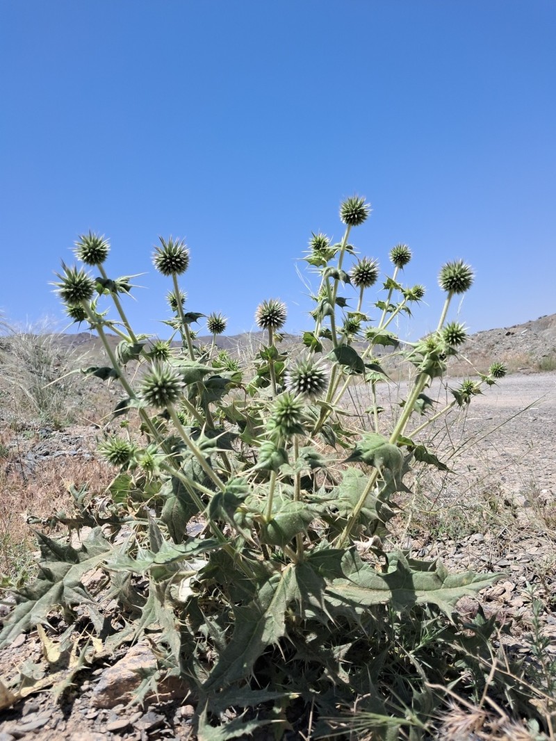 Echinops leiopolyceras photo 2