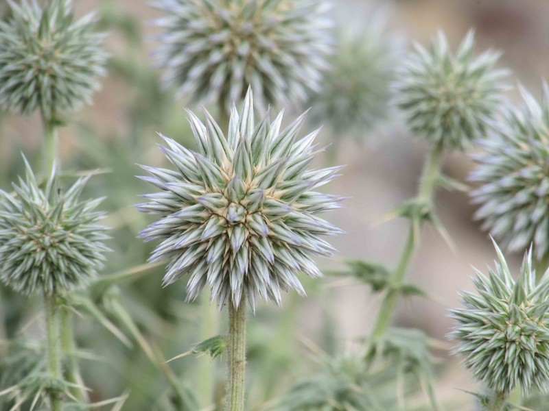 Echinops leiopolyceras photo 3