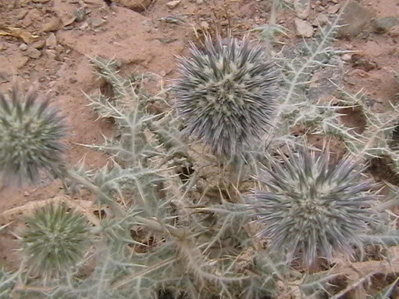 Echinops leucographus
