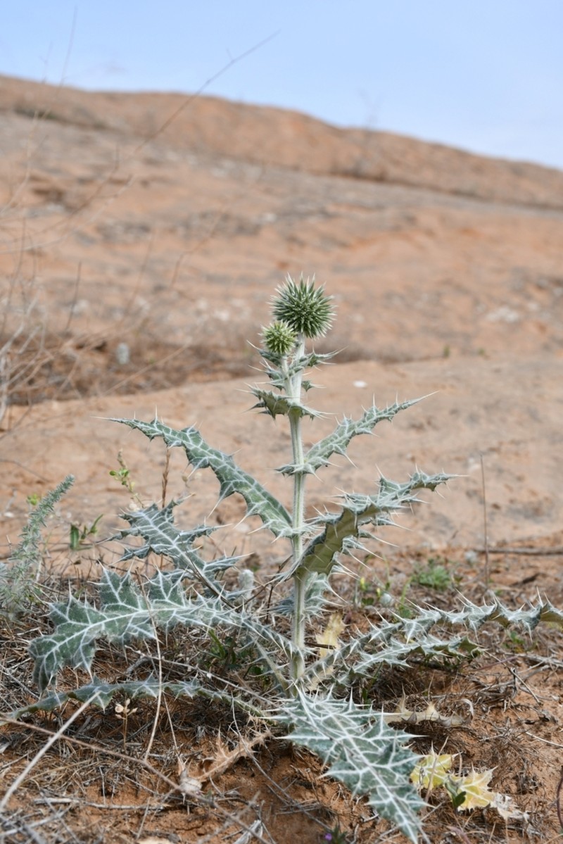 Echinops leucographus photo 3