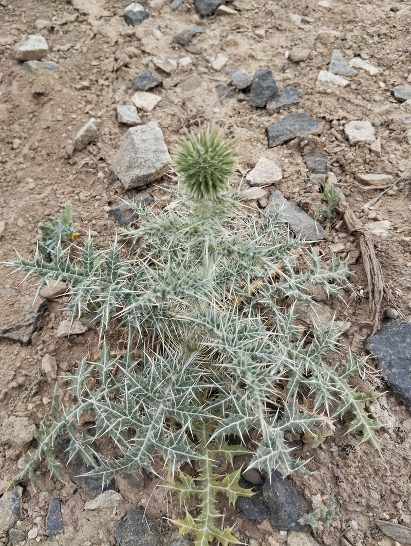 Echinops leucographus photo 5