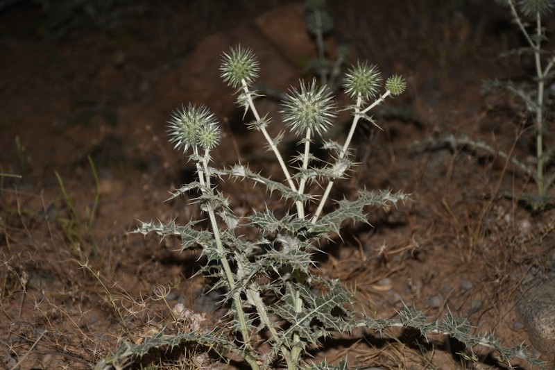Echinops leucographus photo 7