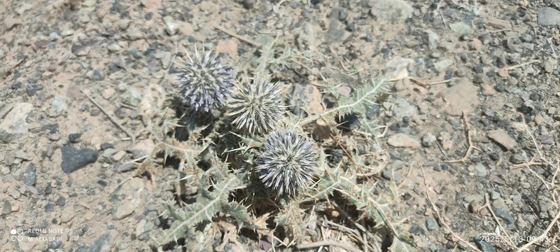 Echinops leucographus photo 8