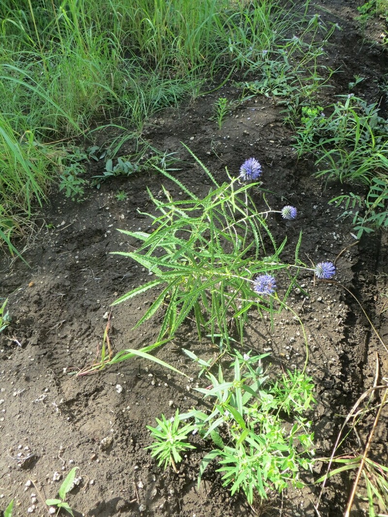Echinops longifolius