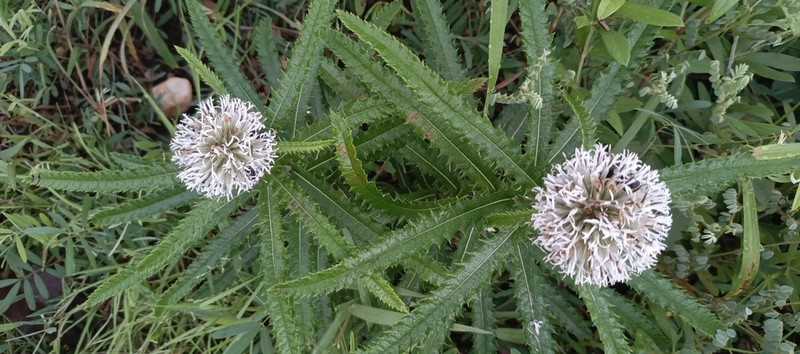 Echinops longifolius photo 3