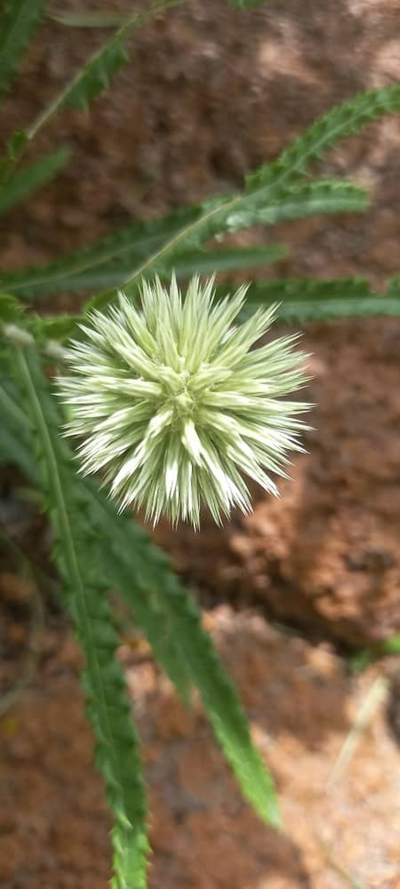 Echinops longifolius photo 4
