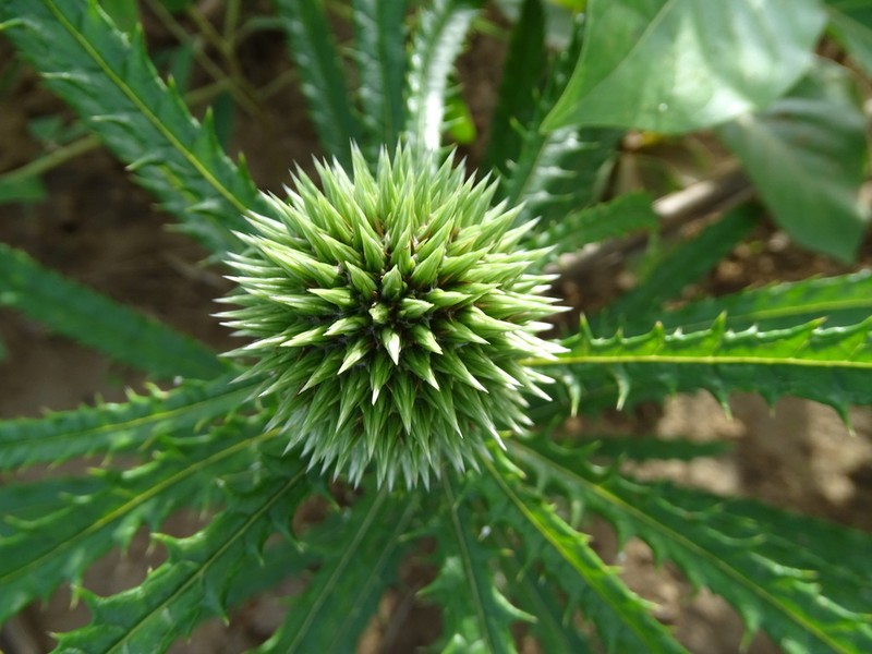 Echinops longifolius photo 5