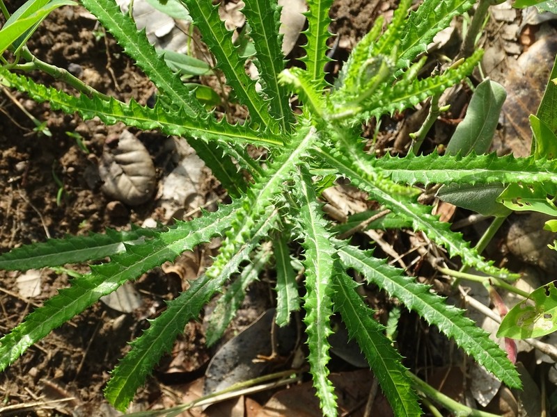 Echinops longifolius photo 6