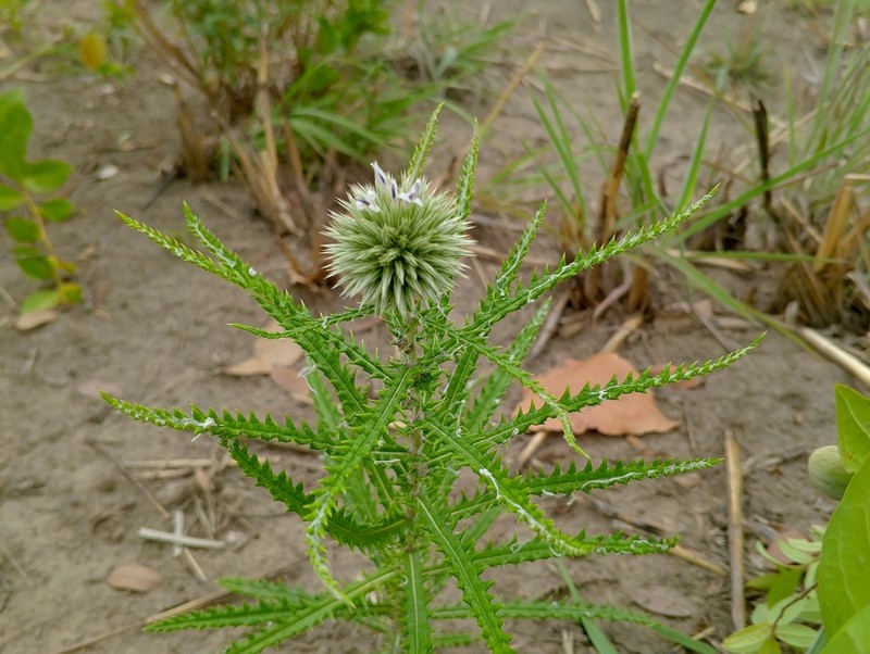 Echinops longifolius photo 7