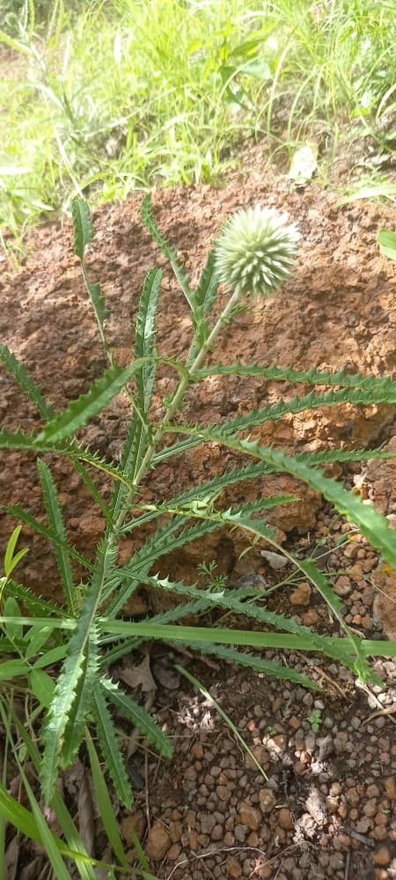 Echinops longifolius photo 8