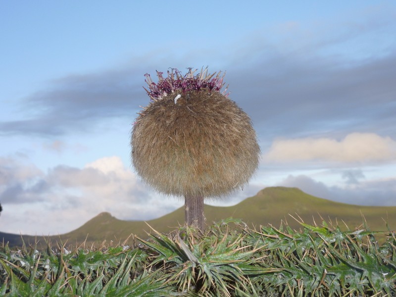 Echinops longisetus