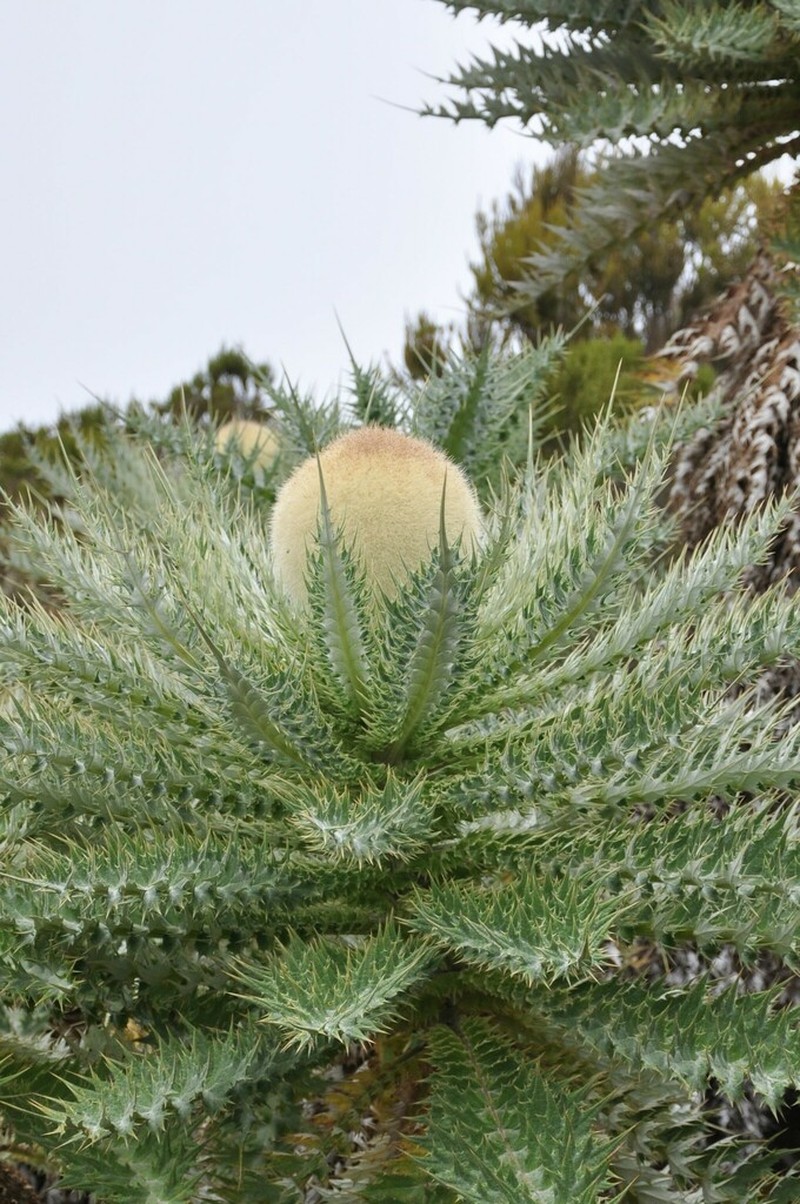 Echinops longisetus photo 4