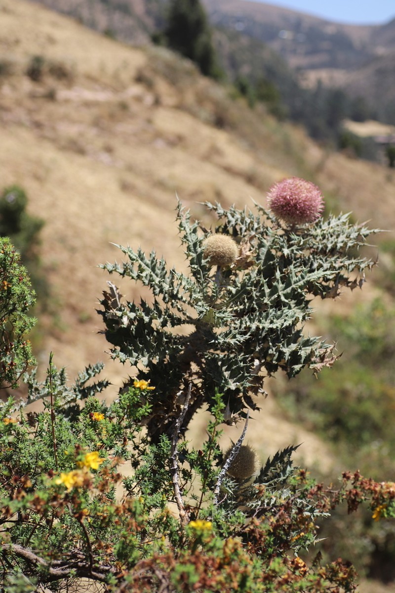 Echinops longisetus photo 8