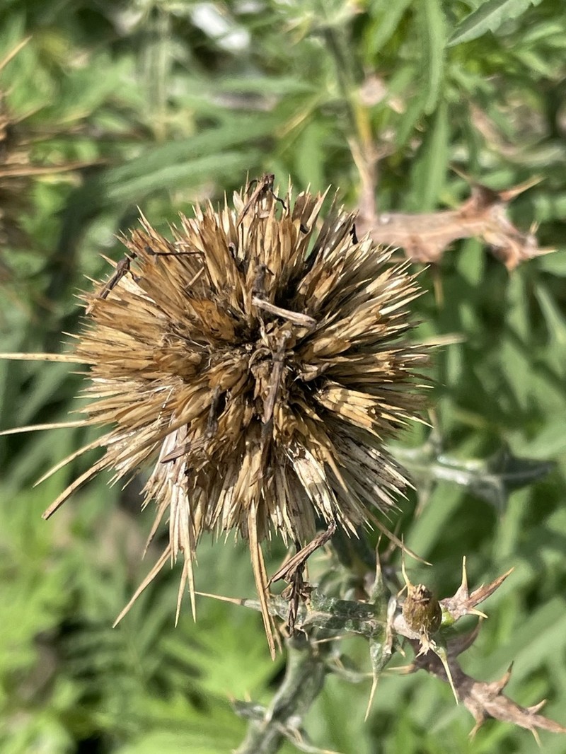 Echinops macrochaetus