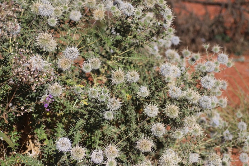 Echinops macrochaetus photo 2