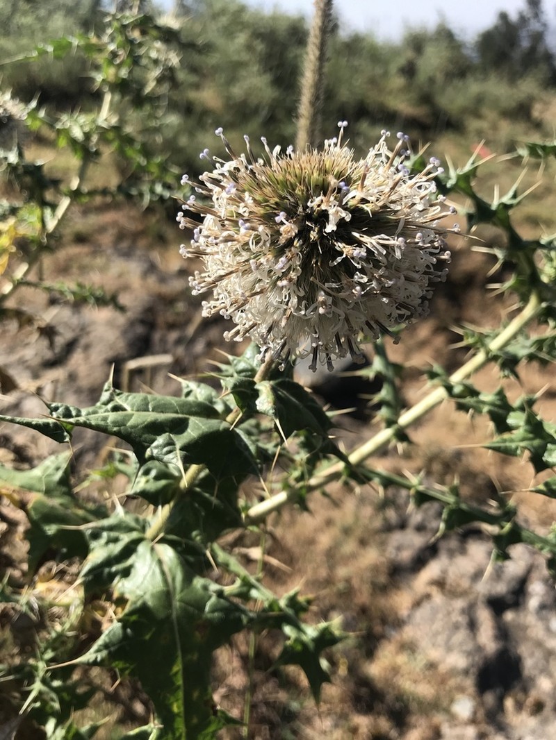 Echinops macrochaetus photo 3