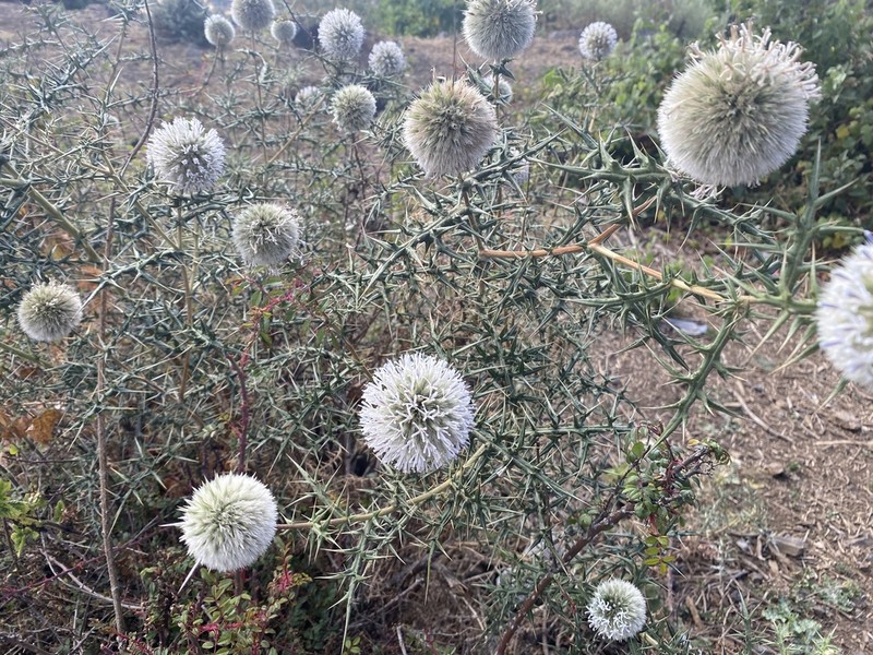 Echinops macrochaetus photo 4