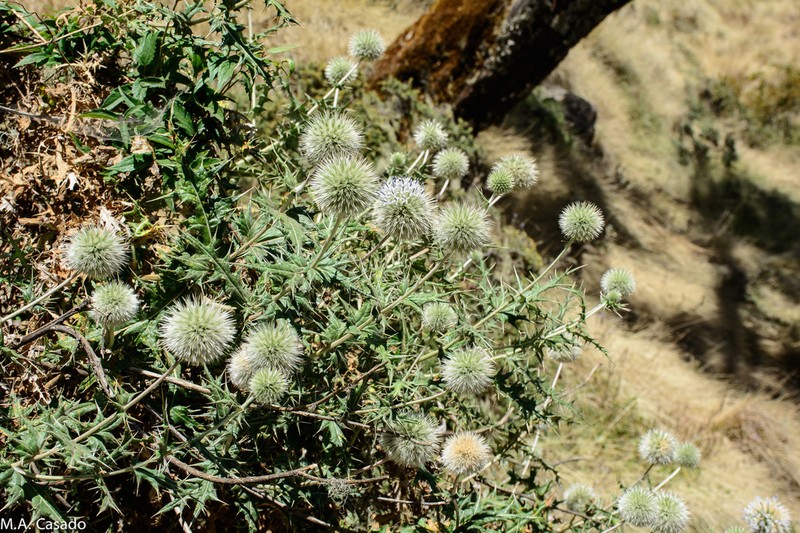 Echinops macrochaetus photo 5