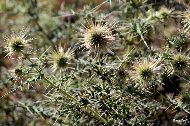 Echinops macrochaetus photo 6