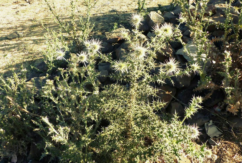 Echinops macrochaetus photo 8