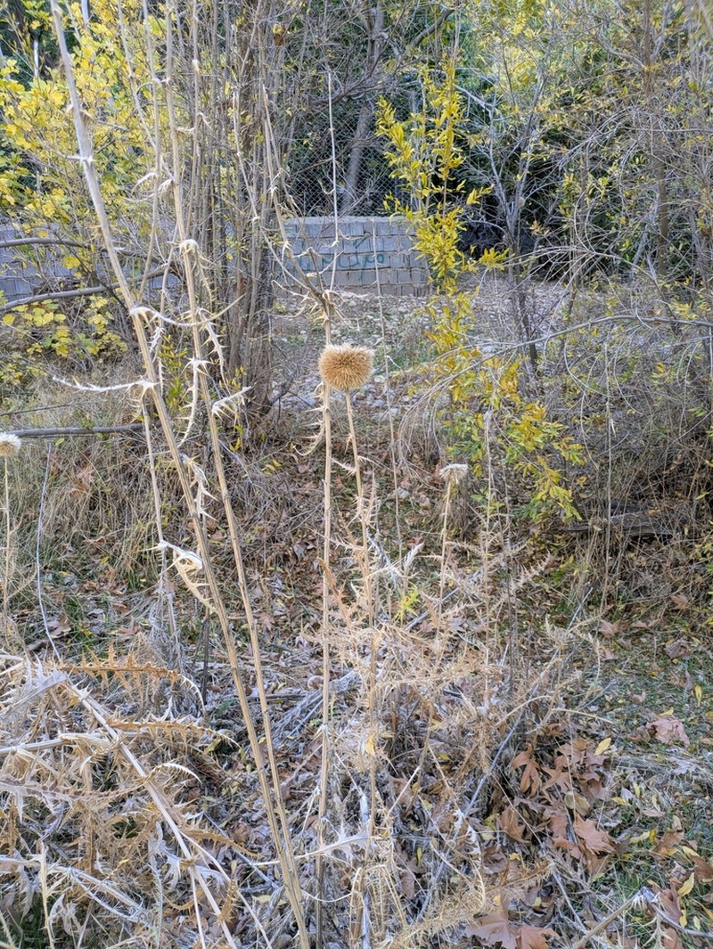 Echinops macrophyllus photo 2