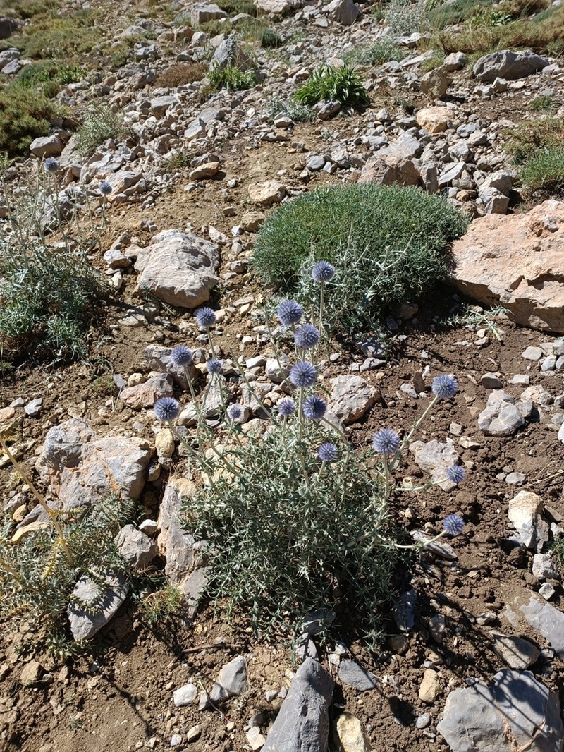 Echinops macrophyllus photo 3