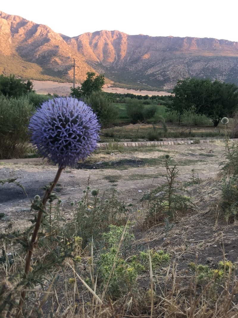 Echinops macrophyllus photo 4