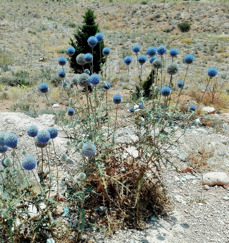 Echinops macrophyllus photo 7