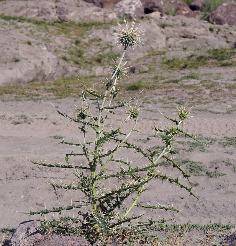 Echinops maracandicus