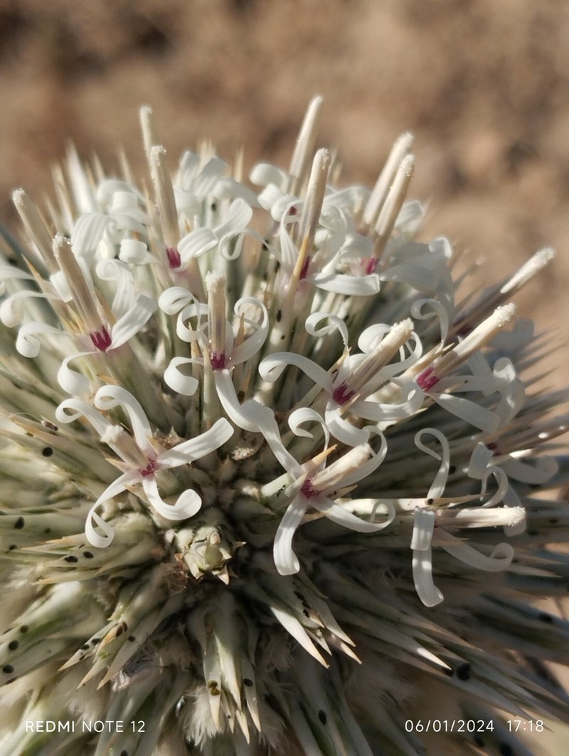 Echinops maracandicus photo 2