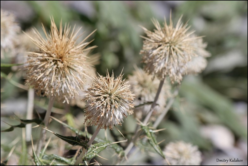 Echinops maracandicus photo 3
