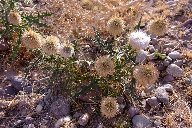 Echinops maracandicus photo 4